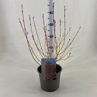 Hartriegel, (Cornus sanguinea), Sorte: Winter Beauty, im 19cm Topf, ca. 50cm hoch