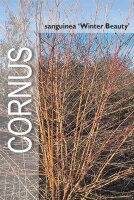 Hartriegel, (Cornus sanguinea), Sorte: Winter Beauty, im 19cm Topf, ca. 50cm hoch
