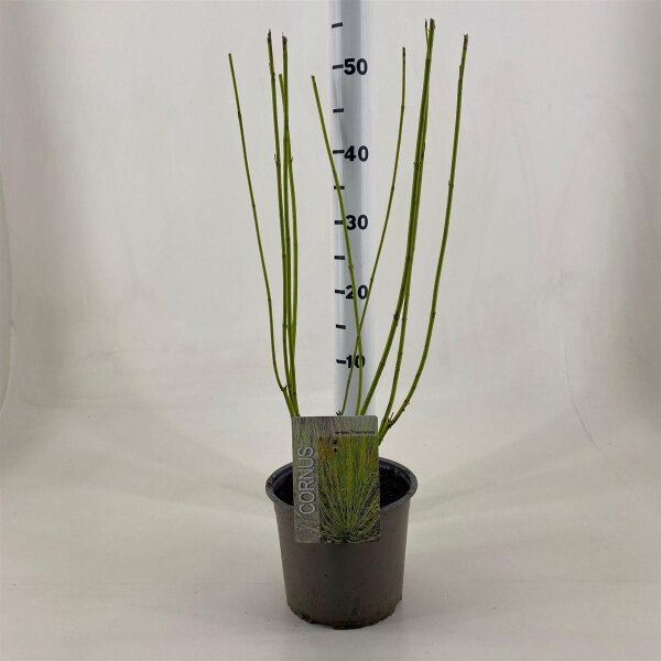 Hartriegel, (Cornus sericea), Sorte: Flaviramea, im 19cm Topf, ca. 50cm hoch