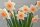 Narzisse, (Narcissus), im 12cm Topf, Sorte: Peaches and Cream