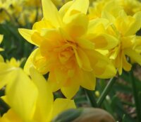 gefüllte Zwerg Narzisse, (Narcissus), im 12cm Topf, Farbe: gelb, Sorte Tete à Tete Bouclé