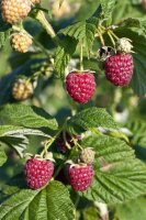 Zwerghimbeere, (Rubus idaeus), Sorte: Lowberry®...