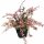 Heckenberberitze, (Berberis thunbergii), Sorte: Harlequin, im 17cm Topf, ca. 30cm hoch