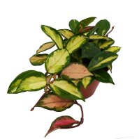 Porzellanblume, (Hoya carnosa), Sorte: Tricolor, im 9cm Topf