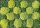 24er Sternmoosset mit 12 Pflanzen grün & 12 Pflanzen hellgrün (Sagina subulata)