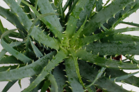 Aloe, (Aloe Arborences), im 14cm Topf, ca. 35cm hoch