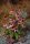 Roter Sonnenhut (Echinacea purpurea Magnus)
