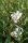 Prachtkerze weiß - Gaura lindheimeri im 12cm Topf