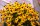 Gelber Sonnenhut, (Rudbeckia fulgida), Sorte: Goldsturm, im 12cm Topf