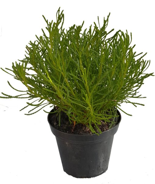 Olivenkraut (Santolina viridis ) im 10,5cm Topf