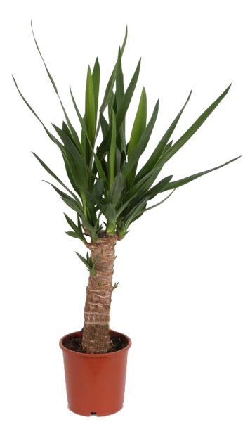 Yucca-Palme, (Yucca elephantipes), 1 Stamm, ca. 40 - 60 cm hoch, im 14cm Topf