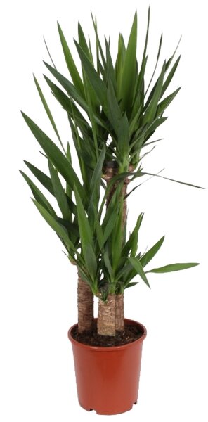 Yucca-Palme, (Yucca elephantipes), 3 Stämme, ca. 95 cm hoch, im 21cm Topf