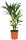 Kentia Palme, (Kentia forsteriana), ca. 80cm hoch, im ca. 17cm Topf