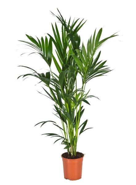 Kentia Palme, (Kentia forsteriana), ca. 150cm hoch, im ca. 24cm Topf