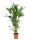 Kentia Palme, (Kentia forsteriana), ca. 150cm hoch, im ca. 24cm Topf
