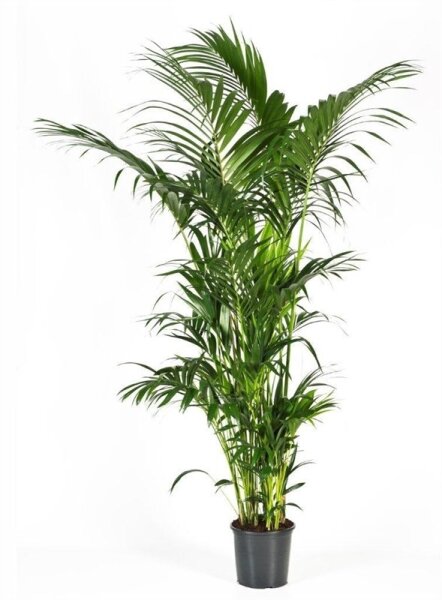 Kentia Palme, (Kentia forsteriana), ca. 240cm hoch, im ca. 32cm Topf