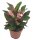 Christusdorn, (Euphorbia milii), Sorte: Grande, im 12cm Topf