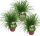 3er Set Katzengras (Cyperus Zumula), je im 12cm Topf, ca. 25cm hoch