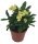 Christusdorn, (Euphorbia milii), Sorte: Helios, im 12cm Topf