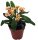 Christusdorn, (Euphorbia milii), Sorte: Zefyr, im 12cm Topf