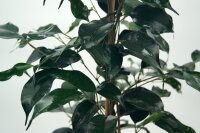 Birkenfeige, (Ficus benjaminii), Sorte: Danielle, im 14cm...