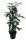 Birkenfeige, (Ficus benjaminii), Sorte: Danielle, im 14cm Topf, ca. 55cm hoch