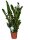 Zamie, (Zamioculcas zamiifolia), ca. 120cm hoch, 27cm Topf