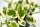 Efeutute (Epipremnum aureum) Sorte: NJoy, im 12cm Topf