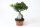 Ficus Ginseng, (Ficus microcarpa), Sorte: Ginseng, im 20cm Topf, ca. 50cm hoch