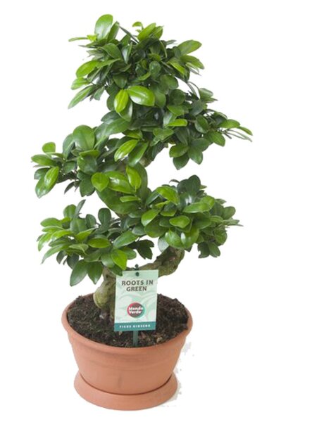 Ficus Ginseng, (Ficus microcarpa), Sorte: Ginseng als S-Form, im 20cm Topf, ca. 55cm hoch
