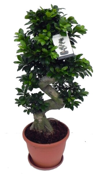 Ficus Ginseng, (Ficus microcarpa), Sorte: Ginseng als S-Form, im 29cm Topf, ca. 90cm hoch