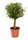 Ficus babilatos (Ficus babilatos), Sorte: Babilatos, als Stamm im 12cm Topf, ca. 35cm hoch