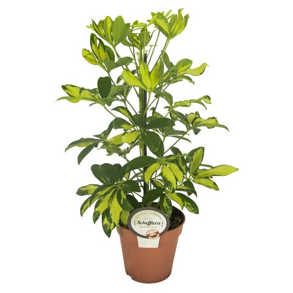 Strahlenaralie, (Schefflera arboricola), Sorte: Gerda, im 13cm Topf, ca. 45cm hoch