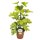 Strahlenaralie, (Schefflera arboricola), Sorte: Melanie, im 13cm Topf, ca. 45cm hoch