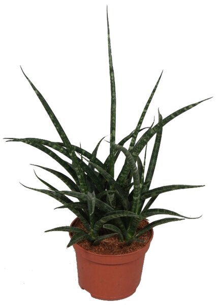 Sanseveria, (Sanseveria Fernwood Punki), ca. 30cm hoch, 10cm Topf