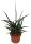 Sanseveria, (Sanseveria Fernwood Punki), ca. 30cm hoch, 10cm Topf
