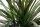 Drachenbaum Sorte: Magenta, im 17cm Topf, ca. 70cm hoch, 2 Stämme 10 und 30cm (Dracaena marginata),