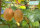 Kiwi, (Actinidia deliciosa). Sorte: Jenny, Selbstbefruchtend, ca. 65cm hoch, im 14cm Topf