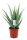 Echte Aloe Vera, (Aloe Vera), ca. 45cm hoch, im 14cm Topf