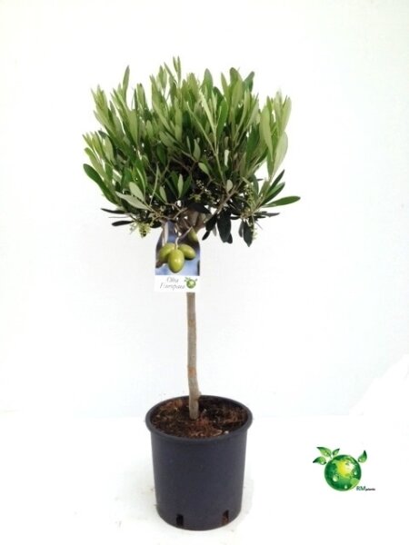 Olivenbaum - Hochstamm, (Olea europea), ca. 65cm hoch im ca. 17cm Topf