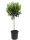 Olivenbaum - Hochstamm, (Olea europea), ca. 100cm hoch im ca. 21cm Topf