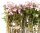 Clematis, (Clematis montana). Sorte: Fragrant Spring, ca. 65cm hoch, im 14cm Topf