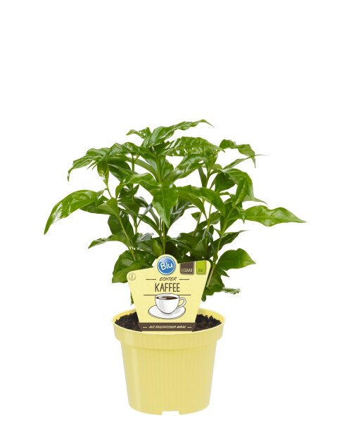 Bio Echter Kaffee Pflanze  (Coffea arabica) im 12cm Topf
