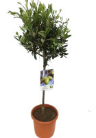 Olivenbaum - Hochstamm, (Olea europea), ca. 80cm hoch im...
