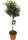 Olivenbaum - Hochstamm, (Olea europea), ca. 80cm hoch im ca. 19cm Topf