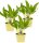 Bio Bärlauch, (Allium ursinum), je im 12cm Topf, 3 Pflanzen im Set