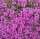 Polsterthymian (Thymus praecox  Atropurpurea)