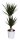 Drachenbaum Sorte: Marginata, im 17cm Topf, ca. 70cm hoch, 2 Stämme 10 und 30cm (Dracaena marginata)
