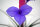 Bromelie (Tillandsia cyanea), Sorte: Anita, exotische Zimmerpflanze