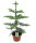 Zimmertanne (Araucaria heterophylla) ca. 60cm hoch im 17cm Topf